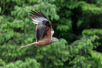A close up of a red kite in flight. The background consists of trees which are out of focus. Its wings are spread out