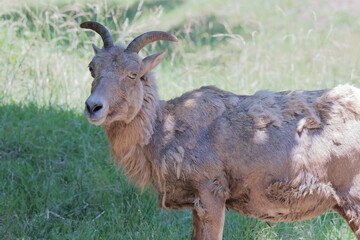 オオツノヒツジ