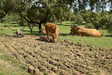 Cerdo ibérico y vaca en dehesa