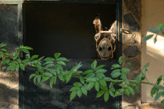 Asno encerrado asoma la cabeza por la ventana de una cuadra para mirar fuera