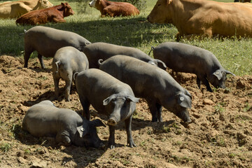 rebaño de cerdos ibéricos en dehesa