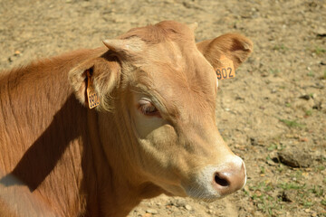 retrato de ternero, cría de la vaca