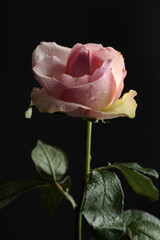 Rose flower on a dark background