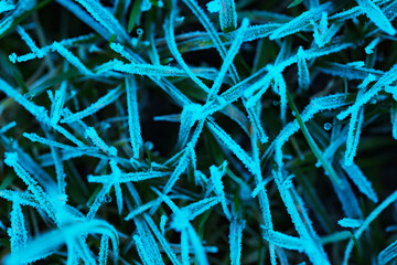 Frozen blades of grass on the lawn at winter day