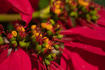 close up and selective focus of Poinsettia flower