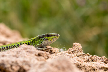 Naklejka na ściany i meble Erhard's Wall Lizard (Podarcis erhardii naxensis) sitting on a stones close-up in a sunny day