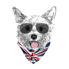 Yorkshire Terrier portrait, Cute cool dog in glasses and UK flag bandana, Vector illustration