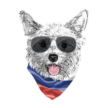Yorkshire Terrier portrait, Cute cool dog in glasses and Russia flag bandana, Vector illustration