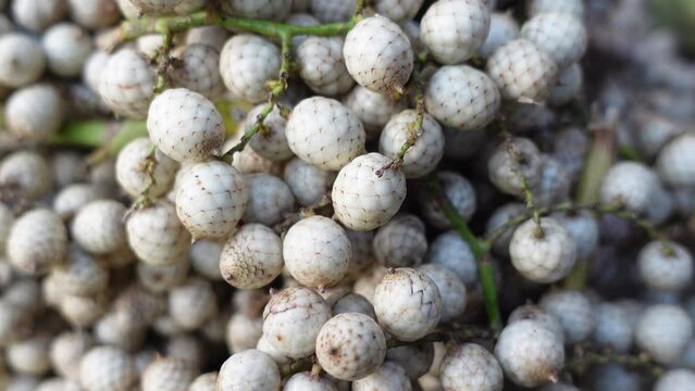 Tropical fruit Calamus tenuis or Canella berries. This climbing palm fruit of some species of Cane tree is edible when ripe. A rare medicinal species are known as bet fruit in Bangladesh. 