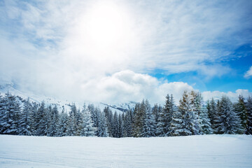 View of covered by snow firs and bright sun in sky
