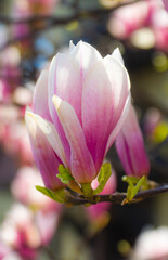 Kwiat magnoli 