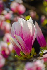 Kwiat magnoli 
