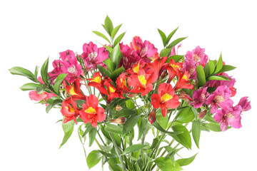 Bouquet of beautiful alstroemeria flowers on white background, closeup