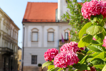 Beautiful Hydrangea or hortensia macrophylla flowers against blurred background of small Croatian city of Varazdin. Baroque architecture, Selective focus