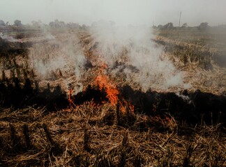 fire burns rice straw in the fields after harvesting, after harvesting farmers burn straw in the fields