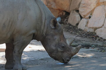 Obraz premium サイ 