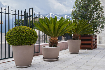Beautiful plants in large pots for landscaping