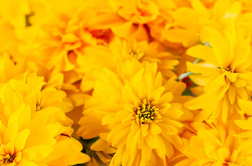 Rudbeckia lacinata yellow flowers. Floral background. 