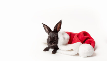 Small black rabbit lays in red Santa Claus hat isolated on a white background. Hare is the symbol of 2023 according to the eastern calendar. Holiday gift for Christmas and New Year. Copy space. Card