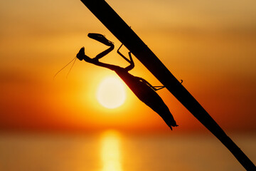Mantis at sunset. Ukraine. Kinburn spit