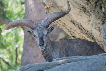 スーチョワンバーラル