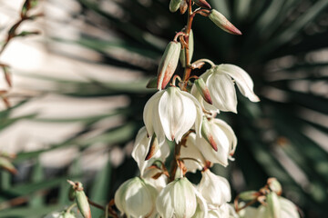 Naklejka na ściany i meble creamy white yucca flower stalks blooming wallpaper