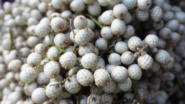 Tropical fruit Calamus tenuis or Canella berries. This climbing palm fruit of some species of Cane tree is edible when ripe. A rare medicinal species are known as bet fruit in Bangladesh. 
