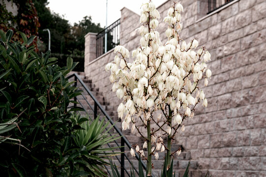 creamy white yucca flower stalks blooming on stone wall and stair background, street decoration, garden design rustic view