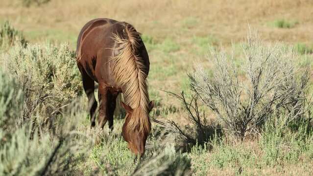 Wild Mustang Horse grazing in a field near Washoe Lake State Park outside of Reno, Nevada - Shallow Depth of Field - Slow Motion 120p
