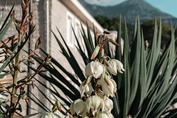 white petal blooming flower of yucca decorative outdoor plant