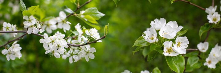 Blossoming apple tree branch and cherry blossom panoramic photography header banner