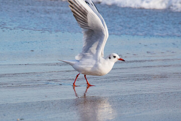 seagull in flight