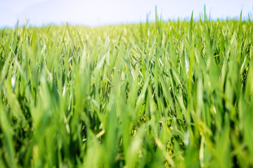 Obraz premium Green field at spring with close-up on the grass blades