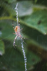 spider on a web