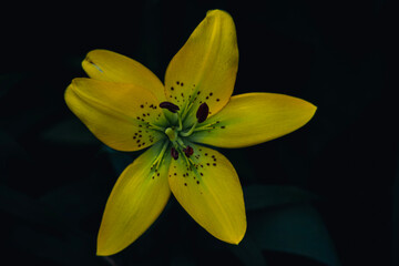 yellow lily flower