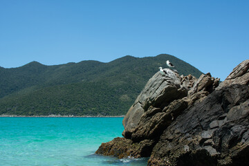 landscape with seagulls watching the sea