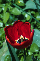 red tulip in garden