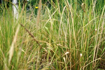 Gelb-grünes hohes Gras in der Natur im Sommer