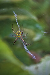 spider on the web