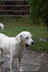 white labrador retriever