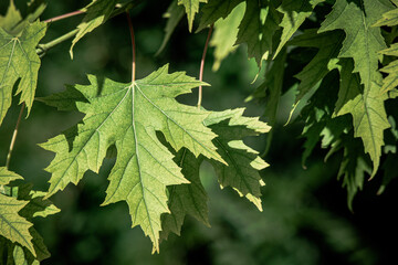 green maple leaves