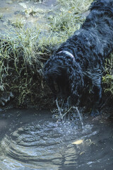 dog running in water