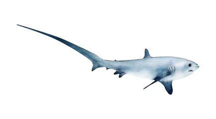 Hand-drawn watercolor pelagic thresher shark illustration isolated on white background. Underwater ocean creature. Marine animals collection	