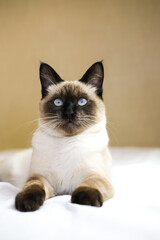 Siamese kitten with blue eyes lies on the bed. Vertical image.
