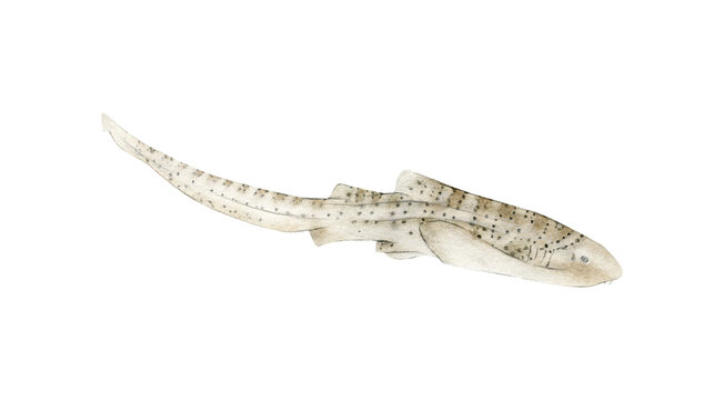 Hand-drawn watercolor zebra shark illustration isolated on white background. Underwater ocean creature. Marine animals collection	