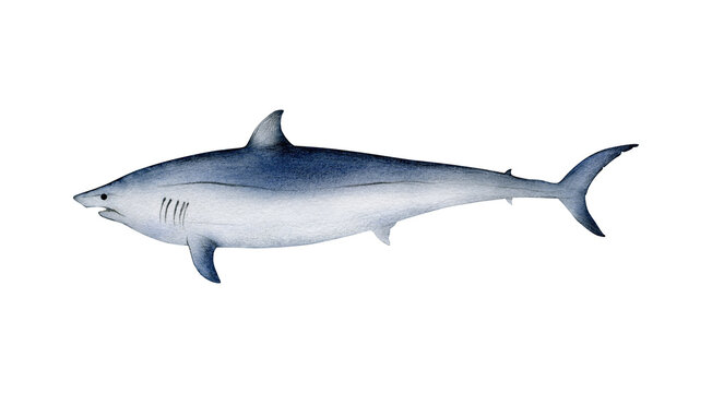 Hand-drawn watercolor shortfin mako shark illustration isolated on white background. Underwater ocean creature. Marine animals collection	