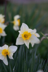 daffodils in spring