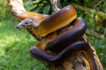 Leiophyton albertisii. Brown colored python can be found in Papua. The color is actually brown but...