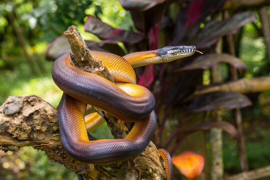 Leiophyton albertisii. Brown colored python can be found in Papua. The color is actually brown but will appear shiny when exposed to light.