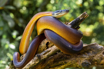 Leiophyton albertisii. Brown colored python can be found in Papua. The color is actually brown but will appear shiny when exposed to light.